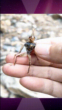 t0123bd5e0087f40d02.gif