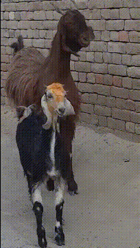 t010d5a50df5c99dbf2.gif