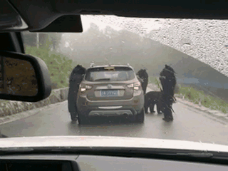fe3d434ce8e94c4688f2cf245c85ef58.gif