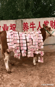 t012a6fabb6b6dd1e2b.gif