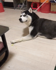 t0179595dc48522fe1d.gif
