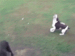 481a0a1eb0f7440f2e87914bdf2063c9.gif