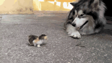 f37b3aa82e4cc68ffd54e72a5f0f9f51.gif