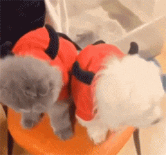 bebdb488bdabd8ea01ab1d80f250edb7.gif