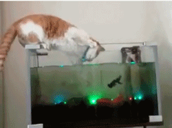 1717fb4a68e777faf6057352ddfca440.gif