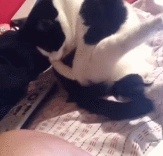 4b8b65b77ca356ef336025c0afc9e706.gif