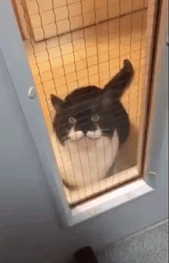 cbf3cb3576197895a566dd00a34e9db0.gif