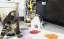 89ddc3039a66425a8be14a5e4747f3f8.gif
