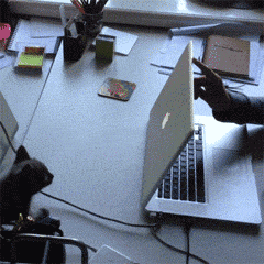 t01d87cdc5941d98632.gif