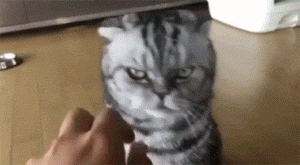 7de3083d6866ee1d927bd31279c88276.gif