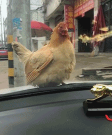 def70ff76b41b9a9c5311a3489e28aa9.gif