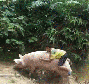 t01b37ddd21164bb24f.gif