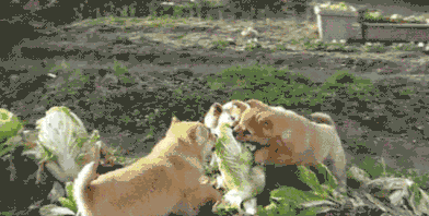 t01f9c6e314614acda8.gif