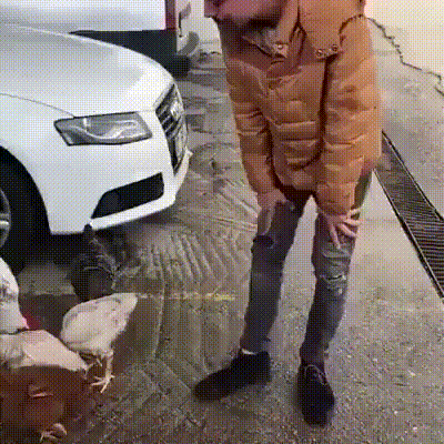 ba774e2d25b9b1c56eb52d44f8d9dc3e.gif