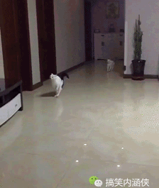 5c6c3c96237f6.gif