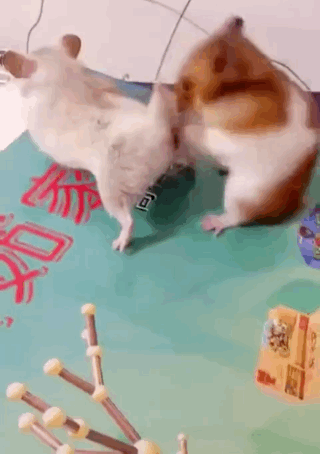 cf33782f7d8c4bbe584ed7ee720d2bda.gif