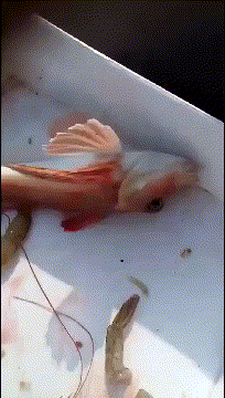 e31f1debf59cba299bca71f1ab75dbf4.gif