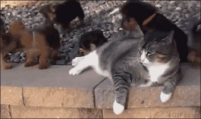 f6921115719314cdbf7fb4ea1aa2bc21.gif