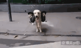 193bd8ea22635a90c1c6ce739794cc33.gif