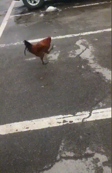 256ea3c5e93e511e98e1ecf43434d245.gif