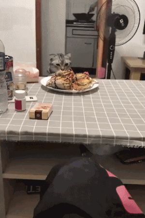 a4c2d3aeac385ec0714ba0bcdf7d54cc.gif