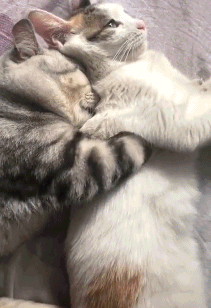 ab2a0d67e65522542271f5b57137a6f2.gif