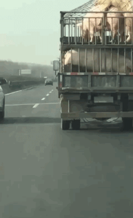 ffbaf76188cc592e7453199805db91eb.gif