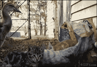 b638c356d899da797f27ca9edd155638.gif