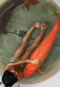 8d418fd09936a4aa4105dc187d264d50.gif
