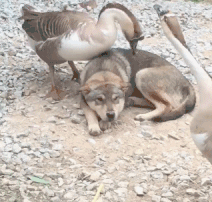 85ee8a1c36743a2b3636ab8958c600a1.gif