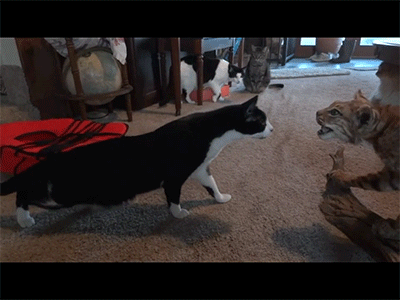 64028b6aafe49fe240ea5896b4d791b0.gif