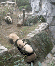 553717687058b06479ebc3010f1c3d6d.gif