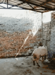 dd5212759cec754661c4ccf561801803.gif