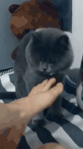 6043e9c492352bed07e35e36df55ae5f.gif