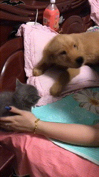 cd426de04496c4d57d8ee01f3ddf26e7.gif