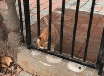 ab9dce0444d071c32f50bbb084be4bb2.gif