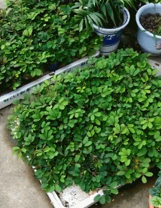 f1ec65ee5df96014492540cec57c7f09.gif