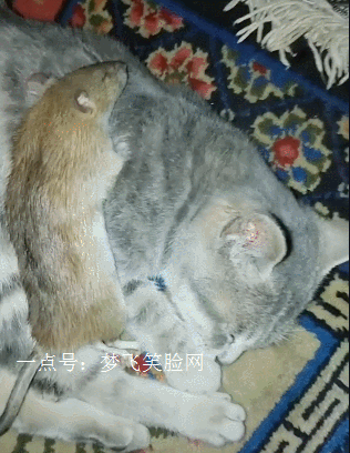 t011d344755d83af07e.gif