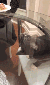 t018ccd8a80213954f2.gif