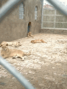 t01a0f43bfb9f8e0ba1.gif