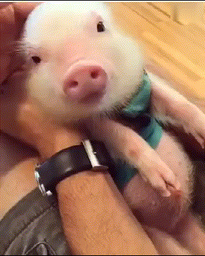 68dfadb4dbfc48ab3b25424d62788ca2.gif