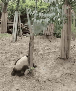 8a83de3e1857445bb945893c1ce6b5a1.gif
