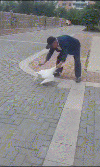 5686942f51c97f6a87827b05ef44451d.gif