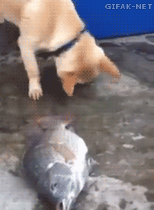 t018402af6385cb9385.gif