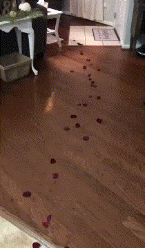b3adf2370606504f4b9693af8f55243d.gif
