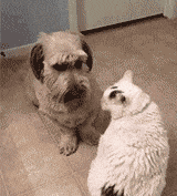 t0199b19fc136de82da.gif
