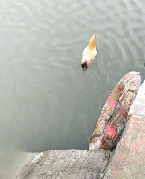 32500ba9558d455de8a8c866c9003377.gif