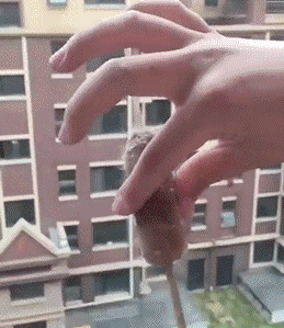 t017f388a1fdcc8f5ca.gif