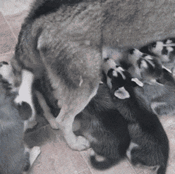 t0189f245485fe52b9e.gif