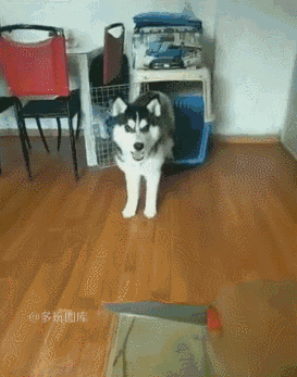 t01d0cab90f17f05df6.gif